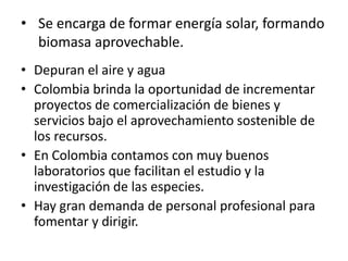 • Se encarga de formar energía solar, formando
  biomasa aprovechable.
• Depuran el aire y agua
• Colombia brinda la oportunidad de incrementar
  proyectos de comercialización de bienes y
  servicios bajo el aprovechamiento sostenible de
  los recursos.
• En Colombia contamos con muy buenos
  laboratorios que facilitan el estudio y la
  investigación de las especies.
• Hay gran demanda de personal profesional para
  fomentar y dirigir.
 