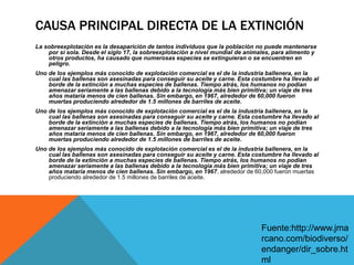 CAUSA PRINCIPAL DIRECTA DE LA EXTINCIÓN
La sobreexplotación es la desaparición de tantos individuos que la población no puede mantenerse
por sí sola. Desde el siglo 17, la sobreexplotación a nivel mundial de animales, para alimento y
otros productos, ha causado que numerosas especies se extinguieran o se encuentren en
peligro.
Uno de los ejemplos más conocido de explotación comercial es el de la industria ballenera, en la
cual las ballenas son asesinadas para conseguir su aceite y carne. Esta costumbre ha llevado al
borde de la extinción a muchas especies de ballenas. Tiempo atrás, los humanos no podían
amenazar seriamente a las ballenas debido a la tecnología más bien primitiva; un viaje de tres
años mataría menos de cien ballenas. Sin embargo, en 1967, alrededor de 60,000 fueron
muertas produciendo alrededor de 1.5 millones de barriles de aceite.
Uno de los ejemplos más conocido de explotación comercial es el de la industria ballenera, en la
cual las ballenas son asesinadas para conseguir su aceite y carne. Esta costumbre ha llevado al
borde de la extinción a muchas especies de ballenas. Tiempo atrás, los humanos no podían
amenazar seriamente a las ballenas debido a la tecnología más bien primitiva; un viaje de tres
años mataría menos de cien ballenas. Sin embargo, en 1967, alrededor de 60,000 fueron
muertas produciendo alrededor de 1.5 millones de barriles de aceite.
Uno de los ejemplos más conocido de explotación comercial es el de la industria ballenera, en la
cual las ballenas son asesinadas para conseguir su aceite y carne. Esta costumbre ha llevado al
borde de la extinción a muchas especies de ballenas. Tiempo atrás, los humanos no podían
amenazar seriamente a las ballenas debido a la tecnología más bien primitiva; un viaje de tres
años mataría menos de cien ballenas. Sin embargo, en 1967, alrededor de 60,000 fueron muertas
produciendo alrededor de 1.5 millones de barriles de aceite.
Fuente:http://www.jma
rcano.com/biodiverso/
endanger/dir_sobre.ht
ml
 