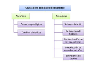 Causas de la pérdida de biodiversidad


Naturales                           Antrópicas


    Desastres geológicos                    Sobreexplotación

                                                Destrucción de
     Cambios climáticos
                                                   hábitats

                                            Contaminación de
                                             los ecosistemas

                                             Introducción de
                                            especies extrañas

                                                Extinciones en
                                                    cadena
 