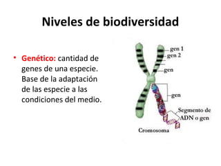 Niveles de biodiversidad
• Genético: cantidad de
genes de una especie.
Base de la adaptación
de las especie a las
condiciones del medio.
 