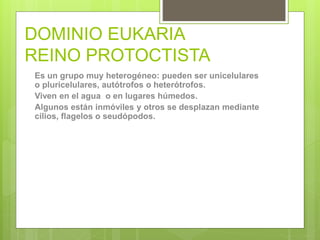 DOMINIO EUKARIA
REINO PROTOCTISTA
Es un grupo muy heterogéneo: pueden ser unicelulares
o pluricelulares, autótrofos o hete...