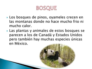  Los bosques de pinos, oyameles crecen en
las montanas donde no hace mucho frio ni
mucho calor.
Las plantas y animales de estos bosques se
parecen a los de Canadá y Estados Unidos
pero también hay muchas especies únicas
en México.