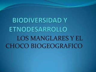 BIODIVERSIDAD Y ETNODESARROLLO LOS MANGLARES Y EL CHOCO BIOGEOGRAFICO 