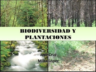 BIODIVERSIDAD Y
PLANTACIONES
BIODIVERSIDAD Y
PLANTACIONES
José CruzJosé Cruz
Milza LópezMilza López
 