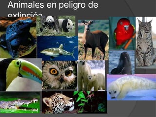 Animales en peligro de
extinción
 