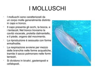 I MOLLUSCHI
•
I molluschi sono caratterizzati da
un corpo molle generalmente distinto
in capo e tronco.
•
Il capo presenta gli occhi, la bocca, e
i tentacoli; Nel tronco troviamo la
cavità viscerale, protetta dalmantello,
e il piede, organo del movimento.
•
La riproduzione è sessuata con forme
ermafrodite.
•
La respirazione avviene per mezzo
delle branchie nelle forme acquatiche,
tramite il sacco polmonare nelle formi
terrestri.
•
Si dividono in bivalvi, gasteropodi e
cefalopodi.
 