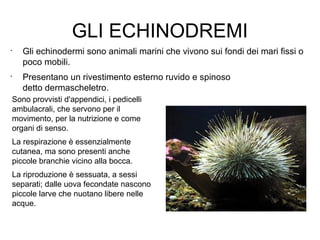 GLI ECHINODREMI
•
Gli echinodermi sono animali marini che vivono sui fondi dei mari fissi o
poco mobili.
•
Presentano un rivestimento esterno ruvido e spinoso
detto dermascheletro.
Sono provvisti d'appendici, i pedicelli
ambulacrali, che servono per il
movimento, per la nutrizione e come
organi di senso.
La respirazione è essenzialmente
cutanea, ma sono presenti anche
piccole branchie vicino alla bocca.
La riproduzione è sessuata, a sessi
separati; dalle uova fecondate nascono
piccole larve che nuotano libere nelle
acque.
 