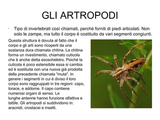 GLI ARTROPODI
•
Tipo di invertebrati così chiamati, perché forniti di piedi articolati. Non
solo le zampe, ma tutto il corpo è costituito da vari segmenti congiunti.
Questa struttura è dovuta al fatto che il
corpo e gli arti sono ricoperti da una
sostanza dura chiamata chitina. La chitina
forma un rivestimento, chiamato cuticola
che è anche detta esoscheletro. Poiché la
cuticola è poco estensibile essa si cambia
ed è sostituita con una nuova già prodotta
della precedente chiamata "muta". In
genere i segmenti in cui è diviso il loro
corpo sono raggruppati in tre regioni: capo,
torace, e addome. Il capo contiene
numerosi organi di senso. Le
lunghe antenne hanno funzione olfattiva e
tattile. Gli artropodi si suddividono in:
aracnidi, crostacei e insetti.
 