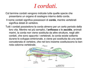 I cordati.
Col termine cordati vengono indicate tutte quelle specie che
presentano un organo di sostegno interno detto corda.
Il nome cordati significa possessori di corda, mentre vertebrati
significa dotati di vertebre.
Tutti i cordati possiedono la corda almeno per un certo periodo della
loro vita. Mentre nei più semplici, l’anfiosso e le ascidie, animali
marini, la corda non viene sostituita da altre strutture, negli altri
cordati, che sono appunto i vertebrati, la corda esiste soltanto
durane lo sviluppo embrionale, e viene poi sostituita da una serie
concatenata di vertebre, che nel loro insieme costituiscono la ben
nota colonna vertebrale.
 