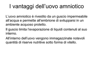 I vantaggi dell’uovo amniotico
L’uovo amniotico è rivestito da un guscio impermeabile
all’acqua e permette all’embrione di svilupparsi in un
ambiente acquoso protetto.
Il guscio limita l’evaporazione di liquidi contenuti al suo
interno.
All’interno dell’uovo vengono immagazzinate notevoli
quantità di riserve nutritive sotto forma di vitello.
 