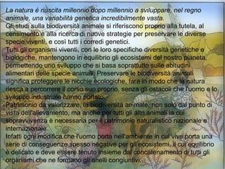La natura è riuscita millennio dopo millennio a sviluppare, nel regno
animale, una variabilità genetica incredibilmente vasta.
Gli studi sulla biodiversità animale si riferiscono proprio alla tutela, al
censimento e alla ricerca di nuove strategie per preservare le diverse
specie viventi, e così tutti i corredi genetici.
Tutti gli organismi viventi, con le loro specifiche diversità genetiche e
biologiche, mantengono in equilibrio gli ecosistemi del nostro pianeta,
permettendo uno sviluppo che si basa soprattutto sulle abitudini
alimentari delle specie animali. Preservare le biodiversità animali
significa proteggere le nicchie ecologiche, fare in modo che la natura
riesca a percorrere il corso suo proprio, senza gli ostacoli che l'uomo e lo
sviluppo industriale hanno portato.
Patrimonio da valorizzare, la biodiversità animale, non solo dal punto di
vista dell'allevamento, ma anche per tutti gli altri animali la cui
sopravvivenza è necessaria per il patrimonio naturalistico nazionale e
internazionale.
Infatti ogni modifica che l'uomo porta nell'ambiente in cui vive porta una
serie di conseguenze spesso negative per gli ecosistemi, il cui equilibrio
è delicato e deve essere tenuto insieme dal concatenamento di tutti gli
organismi che ne formano gli anelli congiuntivi.
 