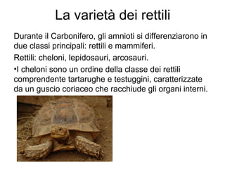 La varietà dei rettili
Durante il Carbonifero, gli amnioti si differenziarono in
due classi principali: rettili e mammiferi.
Rettili: cheloni, lepidosauri, arcosauri.
•I cheloni sono un ordine della classe dei rettili
comprendente tartarughe e testuggini, caratterizzate
da un guscio coriaceo che racchiude gli organi interni.
 
