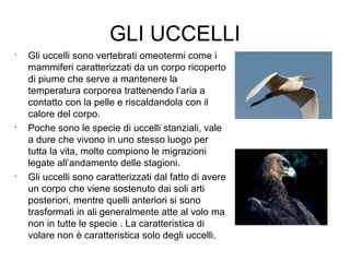 GLI UCCELLI
•
Gli uccelli sono vertebrati omeotermi come i
mammiferi caratterizzati da un corpo ricoperto
di piume che serve a mantenere la
temperatura corporea trattenendo l’aria a
contatto con la pelle e riscaldandola con il
calore del corpo.
•
Poche sono le specie di uccelli stanziali, vale
a dure che vivono in uno stesso luogo per
tutta la vita, molte compiono le migrazioni
legate all’andamento delle stagioni.
•
Gli uccelli sono caratterizzati dal fatto di avere
un corpo che viene sostenuto dai soli arti
posteriori, mentre quelli anteriori si sono
trasformati in ali generalmente atte al volo ma
non in tutte le specie . La caratteristica di
volare non è caratteristica solo degli uccelli.
 