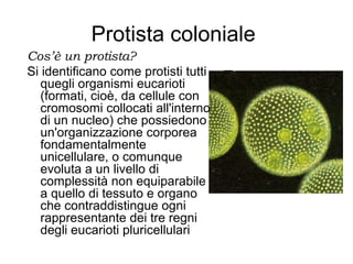Protista coloniale
Cos’è un protista?
Si identificano come protisti tutti
quegli organismi eucarioti
(formati, cioè, da cellule con
cromosomi collocati all'interno
di un nucleo) che possiedono
un'organizzazione corporea
fondamentalmente
unicellulare, o comunque
evoluta a un livello di
complessità non equiparabile
a quello di tessuto e organo
che contraddistingue ogni
rappresentante dei tre regni
degli eucarioti pluricellulari.
 