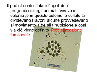 Il protista unicellulare flagellato è il
progenitore degli animali, viveva in
colonie ,e in queste colonie le cellule si
dividevano i lavori, alcune provvedevano
al movimento altre alla nutrizione e così
via ciò viene definito specializzazione
funzionale.
 