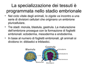 La specializzazione dei tessuti è
programmata nello stadio embrionale
• Nel ciclo vitale degli animali, lo zigote va incontro a una
serie di divisioni cellulari che originano un embrione
pluricellulare.
• Tre stadi: morula, blastula, gastrula. La maturazione
dell’embrione prosegue con la formazione di foglietti
embrionali: ectoderma, mesoderma e endoderma.
• In base al numero di foglietti embrionali, gli animali si
dividono in: diblastici e triblastici.
 