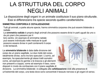 LA STRUTTURA DEL CORPO
NEGLI ANIMALI
La disposizione degli organi in un animale costituisce il suo piano strutturale.
Essi si differenziano tra specie secondo quattro caratteristiche.
SIMMETRIA CORPOREA E CEFALIZZAZIONE:
La simmetria bilaterale è data dalla divisione del
corpo da un piano sagittale. Le due metà del corpo,
idealmente divise, sono tra loro speculari. L'uomo, ad
esempio, ha specularmente gli stessi tratti somatici
come, ad esempio le gambe o le braccia e gli elementi
non presenti a coppia, come ad esempio il naso, sono
disposti in modo da combaciare con il piano sagittale di
Tutti gli animali, a parte alcune specie, hanno simmetria corporea che può essere bilaterale o
radiale.
La simmetria radiale è propria degli animali che possono essere divisi in parti uguali da uno o
da più piani che passano per il
loro centro. Un esempio di simmetria radiale
può essere individuato nelle meduse le quali
possono essere divise in parti contenenti il corpo
e dei tentacoli.
divisione. La simmetria bilaterale è collegata alla cefalizzazione cioè alla presenza di
un'estremità del corpo, una testa dove sono concentrati il tessuto nervoso e gli organi di senso.
 