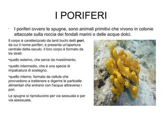 I PORIFERI
•
I poriferi ovvero le spugne, sono animali primitivi che vivono in colonie
attaccate sulla roccia dei fondali marini o delle acque dolci.
Il corpo è caratterizzato da tanti buchi detti pori,
da cui il nome poriferi, e presenta un'apertura
centrale detta osculo. il loro corpo è formato da
tre strati:
•quello esterno, che serve da rivestimento,
•quello intermedio, che è una specie di
impalcatura di sostegno,
•quello interno, formato da cellule che
provvedono a trattenere e digerire le particelle
alimentari che entrano con l'acqua attraverso i
pori.
Le spugne si riproducono per via sessuata e per
via asessuata.
 
