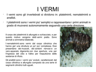 I VERMI
•
I vermi sono gli invertebrati si dividono in: platelminti, nematelminti e
anellidi.
•
I platelminti sono i vermi piu' semplici e rappresentano i primi animali in
grado di muoversi autonomamente seguendo una certa direzione.
Il corpo dei platelminti è allungato e schiacciato, e per
questo motivo vengono detti vermi piatto. Sono
animali a simmetria bilaterale.
I nematelminti sono vermi dal corpo cilindrico che
hanno gia' una struttura un po' piu' complessa. Essi
presentano dei muscoli, dei cordoni nervosi e un
vero apparato digerente con due aperture, una per
l'ingresso del cibo e l'altra per l'espulsione delle
sostanze di rifiuto.
Gli anellidi sono i vermi piu' evoluti, caratterizzati dal
corpo cilindrico e allungato composto da una serie di
segmenti cilindrici tutti uguali.
 