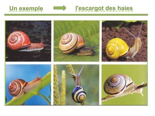 Un exemple l'escargot des haies
 