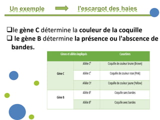 Un exemple l'escargot des haies
le gène C détermine la couleur de la coquille
 le gène B détermine la présence ou l'abscence de
bandes.
 