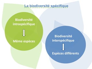 La biodiversité spécifique
Biodiversité
intraspécifique
Même espèces
Biodiversité
interspécifique
Espèces différents
 