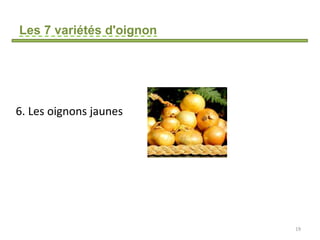 Les 7 variétés d'oignon
6. Les oignons jaunes
19
 