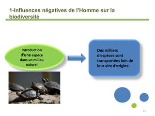 1-Influences négatives de l’Homme sur la
biodiversité
22
Introduction
d’une espèce
dans un milieu
naturel
Des milliers
d’espèces sont
transportées loin de
leur aire d’origine.
 
