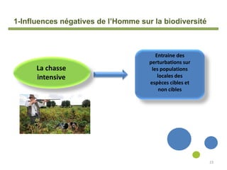 1-Influences négatives de l’Homme sur la biodiversité
23
La chasse
intensive
Entraine des
perturbations sur
les populations
locales des
espèces cibles et
non cibles
 