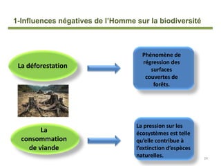 1-Influences négatives de l’Homme sur la biodiversité
24
La déforestation
Phénomène de
régression des
surfaces
couvertes de
forêts.
La
consommation
de viande
La pression sur les
écosystèmes est telle
qu’elle contribue à
l’extinction d’espèces
naturelles.
 