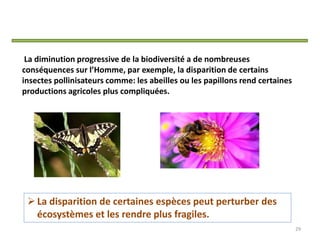 La diminution progressive de la biodiversité a de nombreuses
conséquences sur l’Homme, par exemple, la disparition de certains
insectes pollinisateurs comme: les abeilles ou les papillons rend certaines
productions agricoles plus compliquées.
La disparition de certaines espèces peut perturber des
écosystèmes et les rendre plus fragiles.
29
 