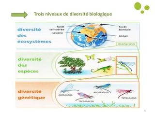 6
Trois niveaux de diversité biologique
 