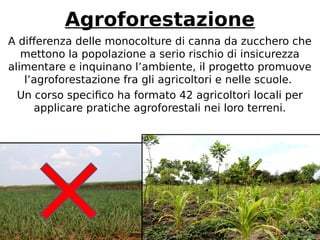 Agroforestazione 
A differenza delle monocolture di canna da zucchero che 
mettono la popolazione a serio rischio di insicurezza 
alimentare e inquinano l’ambiente, il progetto promuove 
l’agroforestazione fra gli agricoltori e nelle scuole. 
Un corso specifico ha formato 42 agricoltori locali per 
applicare pratiche agroforestali nei loro terreni. 
 