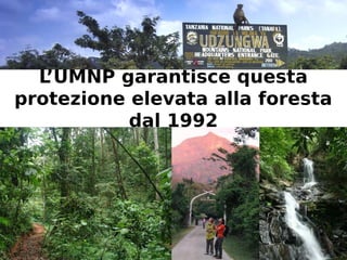L’UMNP garantisce questa 
protezione elevata alla foresta 
dal 1992 
 