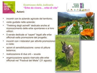 Ecomuseo della Judicaria 
“Erbe da vivere… erbe di vita" 
Azioni: 
• incontri con le aziende agricole del territorio; 
• visite guidate nelle aziende; 
• “Trekking degli asinelli” dedicato anche al 
riconoscimento delle erbe spontanee e ai loro 
utilizzi; 
• 5 serate dedicate ai “saperi” legati alle erbe 
officinali ealla promozione del progetto; 
• incontri con i ristoratori per attività promozionali 
e visite; 
• azioni di sensibilizzazione: corso di pittura 
botanica; 
• realizzazione di due orti – scuola 
• organizzazione spazio riservato alle erbe 
officinali nel “Festival del Miele” (31 agosto) 
 