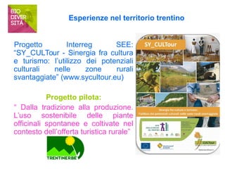 Esperienze nel territorio trentino 
Progetto Interreg SEE: 
“SY_CULTour - Sinergia fra cultura 
e turismo: l’utilizzo dei potenziali 
culturali nelle zone rurali 
svantaggiate” (www.sycultour.eu) 
Progetto pilota: 
“ Dalla tradizione alla produzione. 
L’uso sostenibile delle piante 
officinali spontanee e coltivate nel 
contesto dell’offerta turistica rurale” 
 