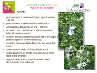 Ecomuseo della Val di Peio 
“Gli orti dei semplici” 
Azioni: 
• preparazione e semina del capo sperimentale 
130 mq 
• preparazione e semina dell’orto botanico 
• coltivazione del campo di lino - 150 mq 
• acquisto di un distillatore e allestimento del 
laboratorio dimostrativo 
• incontri con gli operatori turistici per lo sviluppo di 
proposte per un turismo tematico; 
• scambio bilaterale Italia-Slovenia sul tema del 
Lino; 
• sistemazione delle recinzioni dei campi 
• organizzazione di serate con esperti sul tema 
delle erbe officinali 
• organizzazione di una settimana di eventi 
dedicati alle erbe officinali; 
 