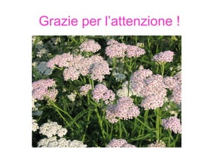 Grazie per l’attenzione ! 
