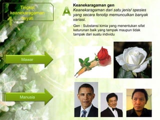 Keanekaragaman gen
    Tingkat
                 Keanekaragaman dari satu jenis/ spesies
keanekaragaman   yang secara fenotip memunculkan banyak
     hayati      variasi.
                 Gen : Substansi kimia yang menentukan sifat
                 keturunan baik yang tampak maupun tidak
                 tampak dari suatu individu




    Mawar




   Manusia
 