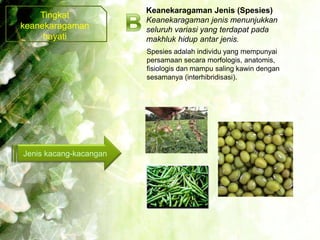Keanekaragaman Jenis (Spesies)
    Tingkat
                        Keanekaragaman jenis menunjukkan
keanekaragaman          seluruh variasi yang terdapat pada
     hayati             makhluk hidup antar jenis.
                        Spesies adalah individu yang mempunyai
                        persamaan secara morfologis, anatomis,
                        fisiologis dan mampu saling kawin dengan
                        sesamanya (interhibridisasi).




Jenis kacang-kacangan
 