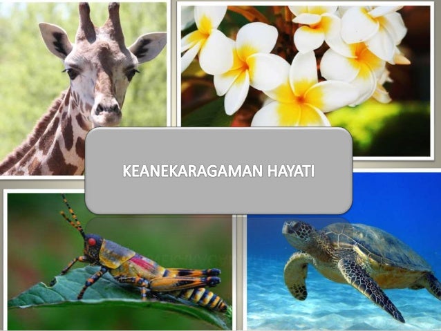 PEMBAHASAN
Enjoy our presentation!
TINGKATAN
MANFAAT BIODIVERTAS
INDONESIA
KEGIATAN
MANUSIA PELESTARIAN
KLASIFIKASI
MAKHLU...