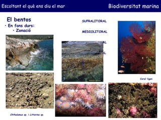 Escoltant el què ens diu el mar <ul><li>El bentos </li></ul>Biodiversitat marina <ul><li>En fons durs: </li></ul><ul><ul><...