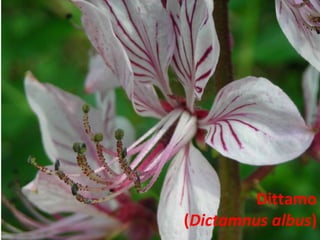 Dittamo ( Dictamnus albus ) 