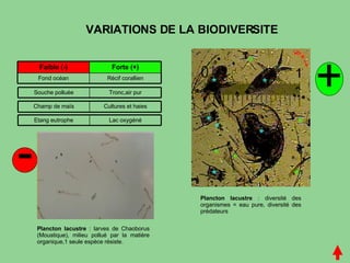 VARIATIONS DE LA BIODIVERSITE - + Plancton lacustre  : diversité des organismes = eau pure, diversité des prédateurs Plancton lacustre  : larves de Chaoborus (Moustique), milieu pollué par la matière organique,1 seule espèce résiste. Récif corallien Fond océan Forte (+) Faible (-) Cultures et haies Champ de maïs Tronc,air pur Souche polluée Lac oxygéné Etang eutrophe 