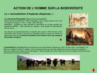 ACTION DE L’HOMME SUR LA BIODIVERSITE Le cheval de Przewalski  ( Equus ferus przewalski ) Découvert par Przewalski en 1879 en Mongolie, c’est un petit cheval (1,20 à 1,45 m au garrot- longueur : 2,10 m . Poids : 250 à 350 kg). Répartition : autrefois en Asie centrale et sans-doute en Europe pendant les glaciations Effectifs : 1600 individus en captivité ; trois projets de réintroduction sont en cours. Les chevaux se reproduisent bien en captivité, bien que les 1 600 individus vivant aujourd'hui dans environ 120 zoos ou élevages privés à travers le monde ne descendent que de  13 individus fondateurs (eux-mêmes issus des quelques 80 poulains d'origine). L’aurochs (Bos primigenius)  est l’ancêtre de nos bovins élevés. Disparue en 1627, la race a été « reconstituée » au début du vingtième siècle. En réalité, c’est un pseudo-aurochs qui est ainsi refabriqué par des croisements destinés à retrouver quelque peu l’allure de l’animal disparu.  Cette nouvelle race, ainsi créée, est une race rustique nommée souvent néo-aurochs ou aurochs reconstitué. La « reconstitution d’espèces disparues » : 