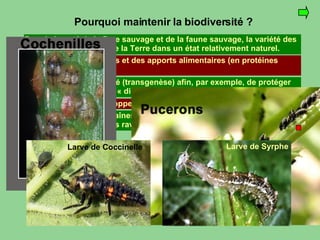 Pourquoi maintenir la biodiversité ? Pour la beauté de la flore sauvage et de la faune sauvage, la variété des paysages, le maintien de la Terre dans un état relativement naturel. Pour le maintien des chaînes alimentaires et pour empêcher la pullulation d’organismes ravageurs (éviter le terme « nuisibles »). Pour la variété des goûts et des apports alimentaires (en protéines  notamment). Pour créer de la diversité (transgenèse) afin, par exemple, de protéger les organismes les plus « directement » utiles à l’Homme. Pour maintenir et développer des ressources économiques. Larve de Coccinelle Larve de Syrphe 