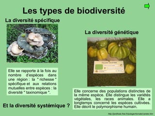 Les types de biodiversité La diversité spécifique La diversité génétique DELICATE Variété à chair fine, juteuse et délicate aux gros fruits lisses et pleins  CŒUR DE BOEUF GEANTE REIF RED Tomates rouges très grosses en forme de cœur de bœuf   SUPER COLOSSE  Variété tardive de très gros fruits rouges très juteux.   ANANAS Excellente tomate, à la chair jaune, orange et rouge, ressemblant à l'ananas  BANANA LEG Tomate productive aux fruits en forme de banane jaune clair IVORY EGG  Fruits en forme d'œufs blancs-crême GREEN ZEBRA Tomate de type "prune" zébrée verte et jaune, superbe en salade ou en apéritif. YELLOW STUFFER  Variété jaune de type poivron, idéale pour les farces  Et la diversité systémique ? Une dizaine d’espèces de lichens sur un tronc. Des centaines d’espèces en forêt. Trois espèces de champignons sur un tronc http://jardihaie.free.fr/potager/tomate/variete.htm Elle se rapporte à la fois au nombre d’espèces dans une région : la " richesse " spécifique et aux relations mutuelles entre espèces : la diversité " taxinomique ". Elle concerne des populations distinctes de la même espèce. Elle distingue les variétés végétales, les races animales. Elle a longtemps concerné les espèces cultivées. Elle décrit le polymorphisme humain. 