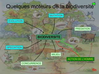 Quelques moteurs de la biodiversité EVOLUTION MUTATION SPECIATION PREDATION ACTION DE L’HOMME CONCURRENCE MILIEU BIODIVERSITE + - fin 