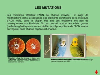 LES MUTATIONS Les mutations affectent l’ADN de chaque individu : il s’agit de modifications dans la séquence des éléments constitutifs de la molécule d’ADN mais, dans la plupart des cas ces mutations ont peu de conséquences sur l’individu. On en connaît surtout les effets graves (maladies génétiques) mais en réalité, le polymorphisme de l’ADN animal ou végétal, dans chaque espèce est énorme. Mutation chez la levure  : dans une culture de colonies rouges apparaissent des colonies blanches Mutation chez la Drosophile  : œil blanc au lieu de rouge Mutation  : la clémentine sans pépins ! Mutation chez la Perruche  : la mutation cobalt (à gauche) apparue en 1990 