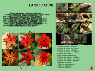 LA SPECIATION 1- Pinson de terre à gros bec 2- Pinson de terre à bec moyen 3- Pinson de terre à petit bec 4- Pinson de terre à bec aiguisé 5- Pinson des cactus 6- Grand pinson des cactus 7- Pinson des arbres à petit bec 8- Pinson des arbres à bec moyen 9- Pinson des arbres à gros bec 10- Pinson carpentier 11- Pinson des palétuviers 12- Pinson végétarien 13- Pinson chanteur Quoique appartenant à la famille des pinsons, ils constituent une sous-famille: les Geospizae, que l’on ne trouve qu’aux Galápagos et sur l’île Cocos plus au nord (Costa Rica – 550 km). Treize espèces sont endémiques à l’archipel, toutes issues d’une espèce originelle: "Melanospiza richardsonhi", le pinson de Ste Lucie aux Caraïbes.  L’exemple le plus célèbre est celui des Pinsons des Galapagos (étudiés par Darwin). L’isolement insulaire a produit plus de dix espèces de Pinsons, très proches les unes des autres mais qui ne se reproduisent pas entre elles. D’autres cas existent, par exemple : ces plantes à fleur des Appalaches (Silene rotundifolia) dont les populations distantes géographiquement divergent dans leur forme. L’analyse génétique fait apparaître l’accumulation graduée d’allèles différents dans les populations isolées les unes des autres. 
